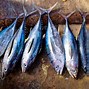 Perbedaan Rasa Ikan Tuna Dan Tongkol